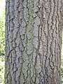 Bark