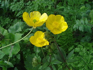 <i>Ranunculus macrophyllus</i> Species of plant