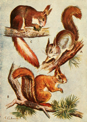 Various red squirrel subspecies; A) S. v. vulgaris from Sweden, B) S. v. fuscoater from Germany, C) S. v. infuscatus from central Spain Red squirrel subspecies.png