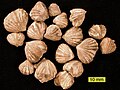 Rhynchotrema dentatum, a rhynchonellid brachiopod from the Cincinnatian (Upper Ordovician) of southeastern Indiana.