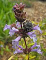 Salvia munzii