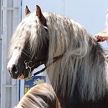 Mane hair is shorter and softer than tail hair. Schwarzwaelder-kaltblut.jpg