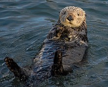 Otter with its feet up half-submerged in water rubbing its paws together