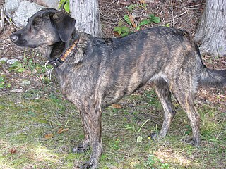 <span class="mw-page-title-main">Treeing Tennessee Brindle</span> Dog breed