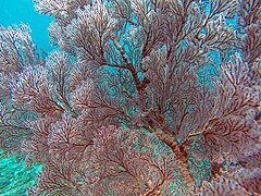 Soft coral (Bali) 2.jpg