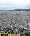 Logs covering Spirit Lake, 2009