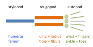 Vertebrate limbs are organized into stylopod, zeugopod, and autopod. Stylopod-zygopod-autopod.png