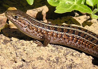 <i>Trachylepis capensis</i> species of reptile