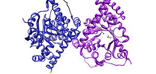 <span class="mw-page-title-main">Transaldolase</span> Enzyme family