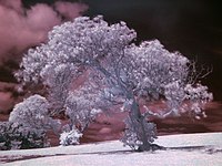 A tree photographed using the near infrared range.