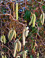 Male flowers