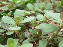 Paprastoji portulaka (Portulaca oleracea)