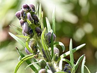 Aconitum tauricum