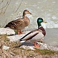 Ejemplares hembra y varón de ánade real (anas platyrhynchos), el arquetipo de pato salvaje y probablemente el más conocido y más reconocible de todos los patos. Su zona de cria son las areas con clima templado y subtropical de Europa, Asia, Norte América, Nueva Zelanda y Australia, por Richard_Bartz.