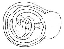 Drawing of the digestive tract of Anostoma depressum viewed as if through the apex of the shell Anostoma depressum digestive.jpg