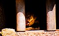 Male Lion photographed while having dinner.