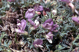 <i>Astragalus kentrophyta</i> Species of flowering plant in the milkvetch genus