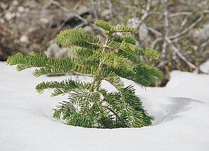 Young tree, Mount Whitney