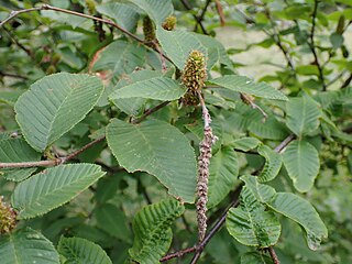 <i>Betula chichibuensis</i> Species of birch