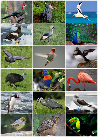 <span class="mw-page-title-main">Bird</span> Warm-blooded, egg-laying vertebrates with wings, feathers, and beaks