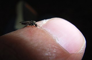 <span class="mw-page-title-main">Sandfly</span> Name of several types of blood-sucking fly