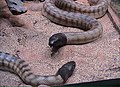 Schwarzkopfpython (Aspidites melanocephalus)