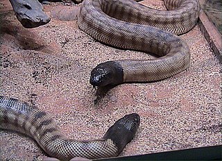 <i>Aspidites</i> Genus of snakes