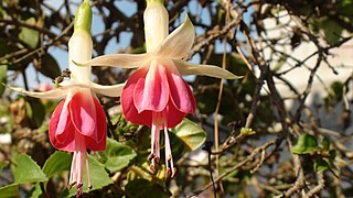 <i>Fuchsia</i> Genus of plants