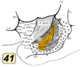 BA41. Inside lateral sulcus.