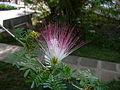 Calliandra surinamensis