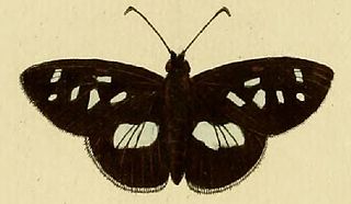 <i>Carystus</i> (skipper) Genus of butterflies