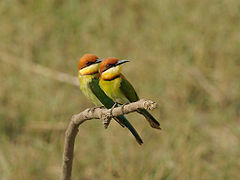 Chestnut-headed bee-eaters