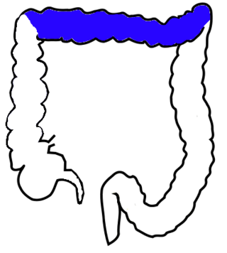 <span class="mw-page-title-main">Transverse colon</span> Longest section of the large intestine