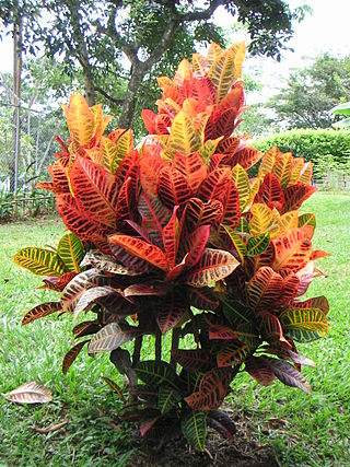 <i>Codiaeum variegatum</i> Species of plant