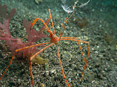 Eplumula phalangium (Latreilliidae)