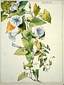 Morning glory flower study n°62, Henri Bergé, Musée de l'École de Nancy