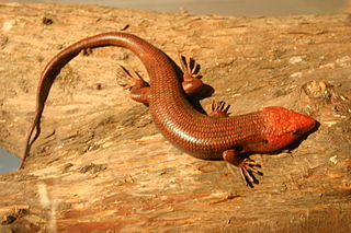 <i>Plestiodon laticeps</i> Species of reptile