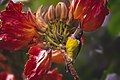 98 Flowerish Sunbird uploaded by Domzjuniorwildlife, nominated by Rodrigo.Argenton,  11,  0,  1