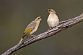 15 Fuscous Honeyeater uploaded by JJ Harrison, nominated by Iifar,  22,  0,  0