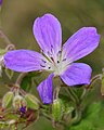 Litingarsortugras (Geranium sylvaticum)