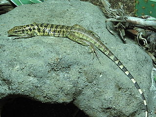 <i>Tupinambis</i> Genus of lizards