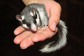 <span class="mw-page-title-main">Spectacled dormouse</span> Species of rodent