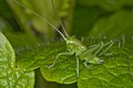 Unidentified grasshopper (Stuttgart, Germany)