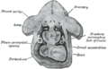 Figure obtained by combining several successive sections of a human embryo of about the fourth week.