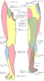 Cutaneous nerves of the right lower extremity, anterior and posterior views.