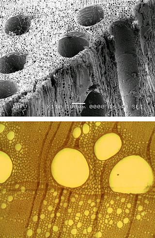 <span class="mw-page-title-main">Vessel element</span> Component of Xylem