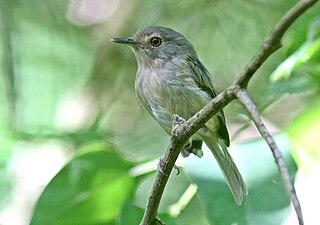 <span class="mw-page-title-main">Buff-breasted tody-tyrant</span> Species of bird