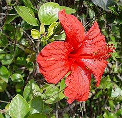 Hibiscus rosa-sinensis.JPG