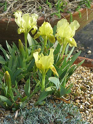 <i>Iris attica</i> Species of plant