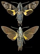 Macroglossum heliophila